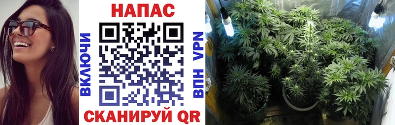 KRAKEN   Ува  Каннабис семена 